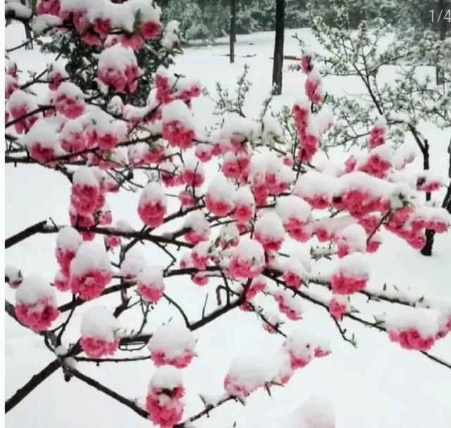 醉卧“冬雪”君莫笑 古来征战几人回