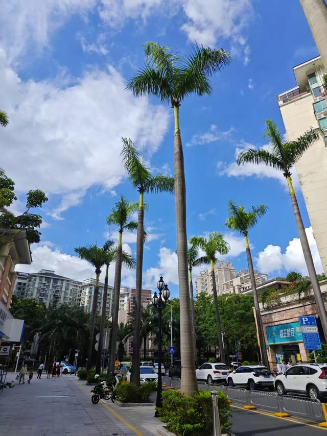 深圳，全国空气质量最好的特超大城市，从天空到地面都是风景