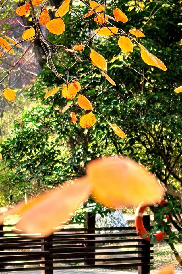 小雪｜冬意初临时，风物成画，岁月如诗