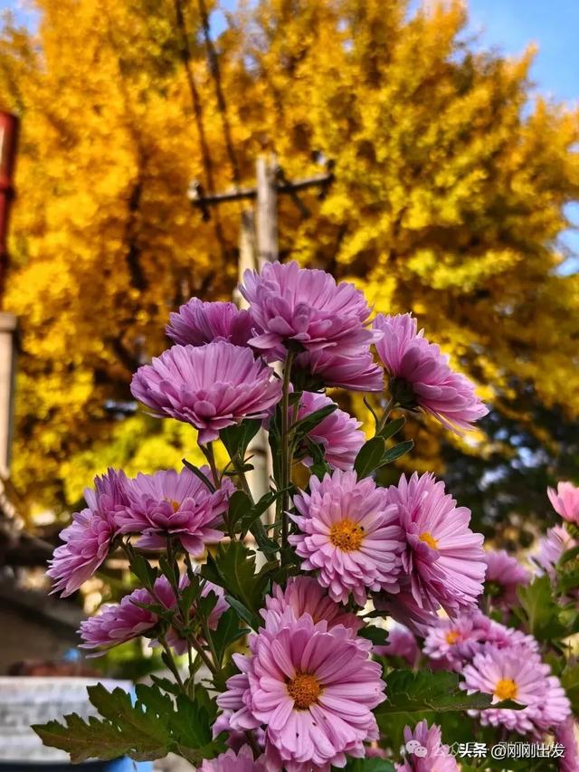 大连网红老街这棵银杏树火了，快来打卡吧