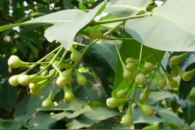 莲雾好吃，但莲雾的“一生”你未必知道……图片