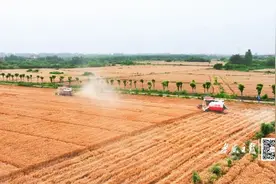 孝昌13.8万亩小麦，迎来丰收季！图片