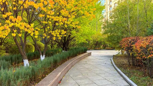 这样的哈尔滨，你见过吗？