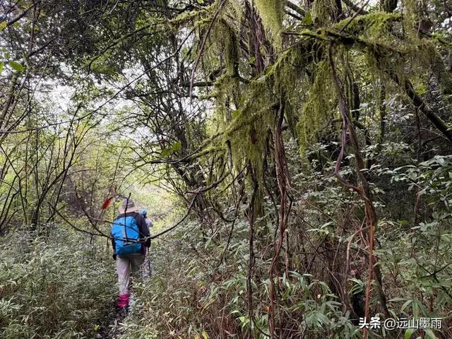 攀登昆明十峰之宜良老爷山，经历密林大雨考验，惊喜交加，难忘