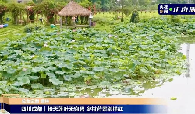央视聚焦！新津千亩荷塘，美翻了……
