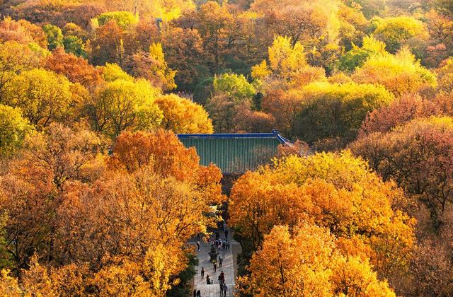 南京灵谷寺秋日童话：彩虹树正绚烂，邂逅限定浪漫，求姻缘超灵！