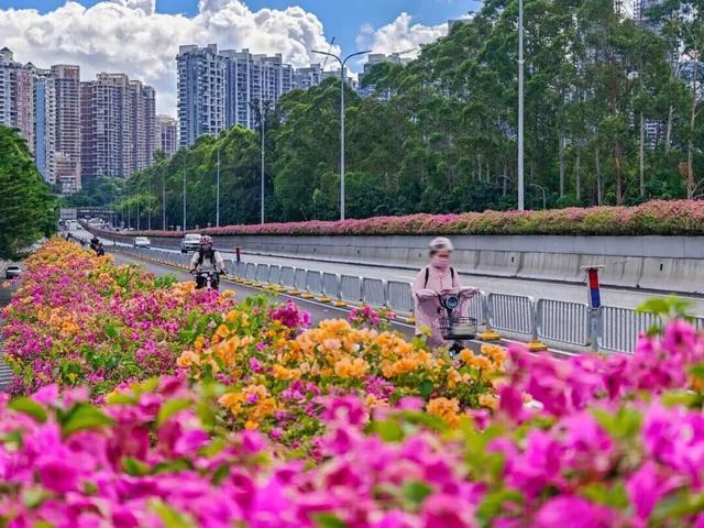 惊艳！南山60公里“空中花廊”来了~