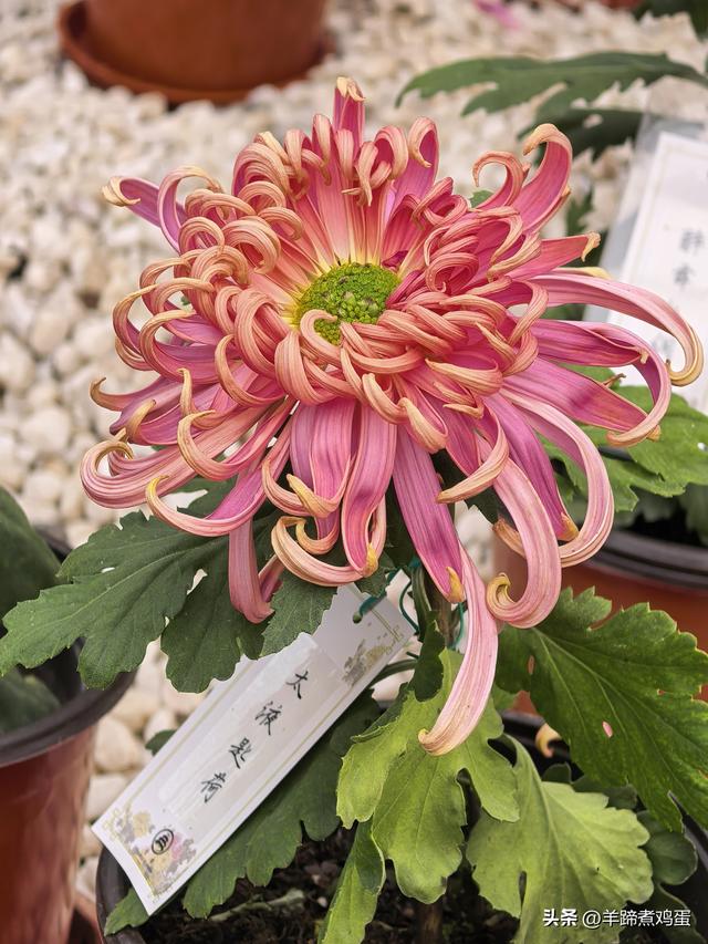 秋风独宠一园菊，晚来香艳出樊篱——北京北海公园2025年菊花展