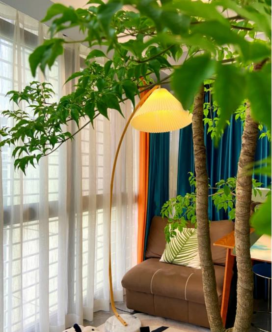 河北一太太，在“客厅种大树”，那叫一个壮观	，妥妥的视觉盛宴