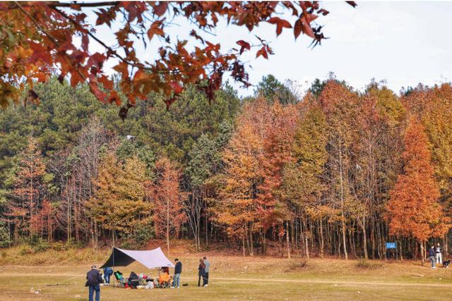 贵阳冬日最神秘的林场！绿野仙踪的尽头，竟藏着一个天空谜题。
