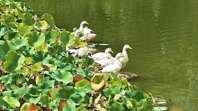 西安木塔寺公园里碧波荡漾 风景如画