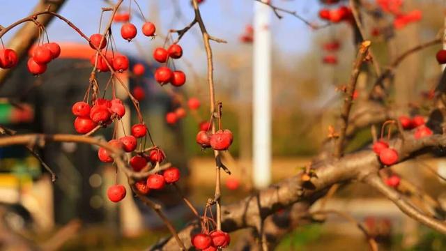 快上车！邂逅淄博的秋冬童话→