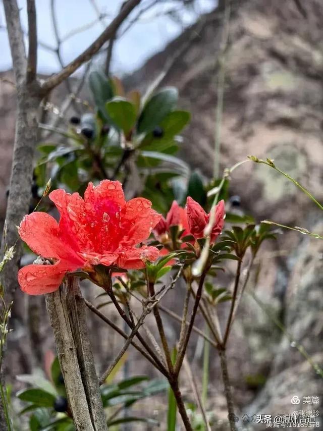 周末徒步去!这个有"温州版武功山"之称的名山,你可要去爬一次