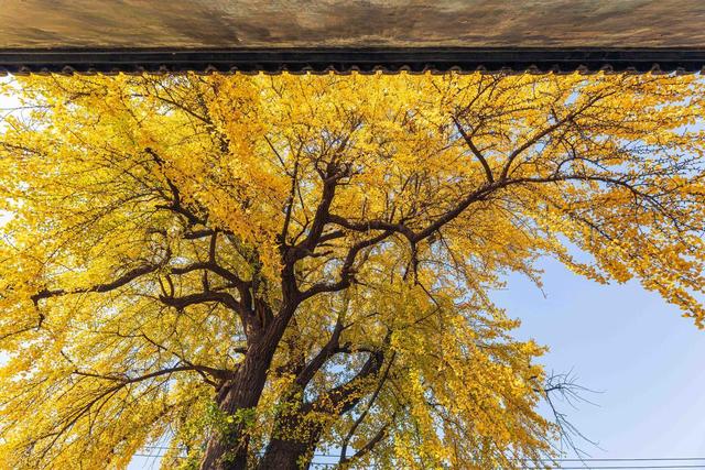 苏州银杏黄了！道前街虎丘之外，这3个地方人少免费，壮观又诗意