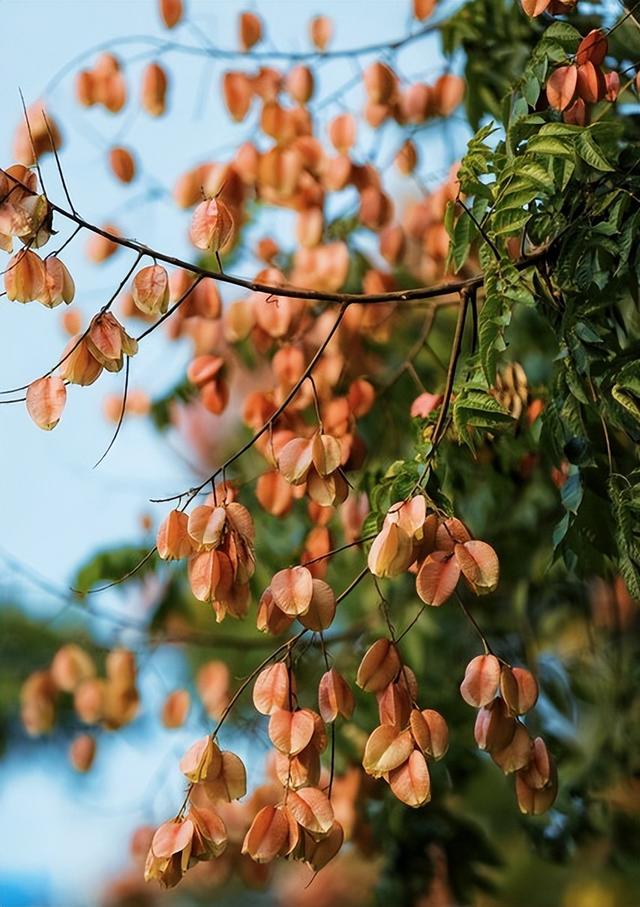 每天认识一种花—栾树