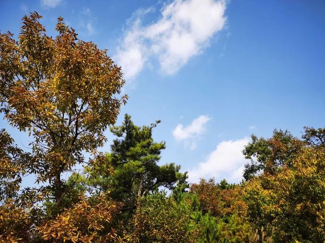 重阳节登高望远