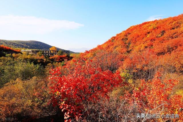黄栌，被称为“皇帝树”，是它撑起香山红叶的美，秋天的颜值担当