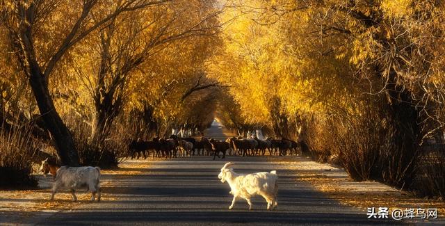 南疆寻秋--富士GFX100 II刻画南疆的雪山、沙漠与胡杨
