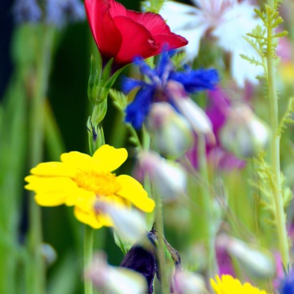 今日情感文章：如果有人心疼你的坚强，那一定是把你爱到了骨子里