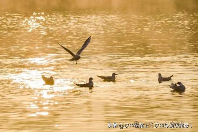 汉中汉江湿地晨景绝了！薄雾锁江，鸟戏江波，宛如仙境！