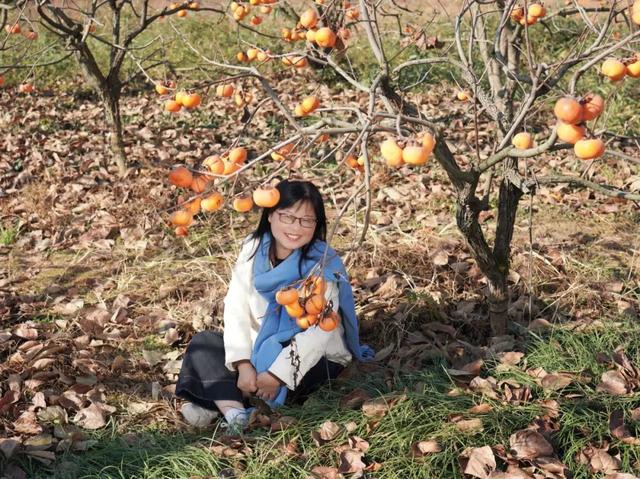 柴桑区新塘乡胡桥村：千亩柿红引客来