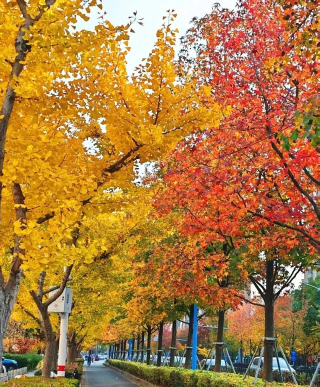 秋色浓度已拉满,谁还没偶遇申城街头的 “赤橙黄绿交响曲”?