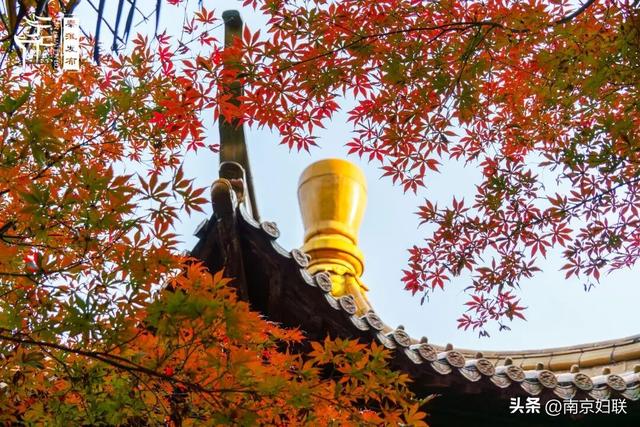 人在南京，红叶正盛，等你来～