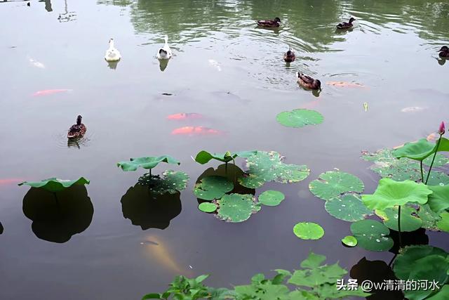 荷花是夏季里最曼妙的风景