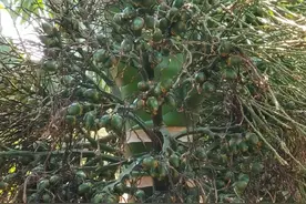 ‌冬天种槟榔常踩的5大误区，你中招了吗？‌图片