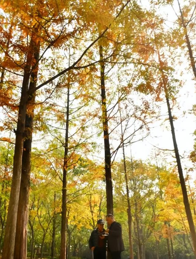 五彩斑斓的白龟湖国家湿地公园