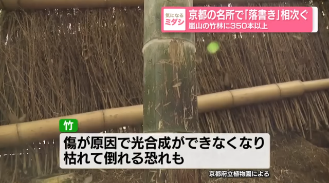 日本网红打卡地快被外国游客 “霍霍” 没了？京都岚山被逼砍竹林！