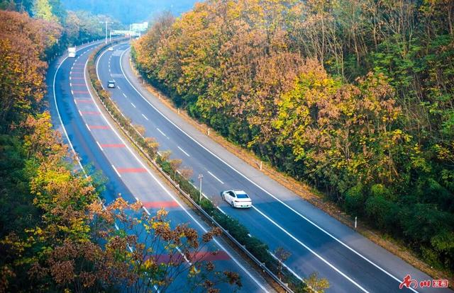 图片新闻︱南川彩韵：半山熔金半山翠，一树千年一树春