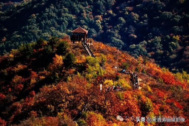 陕西渭南：姹紫嫣红 游人如织 服务周到 韩城香山红叶欣赏正当时