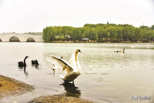 美在邯郸丨水韵鹅城 生态诗篇
