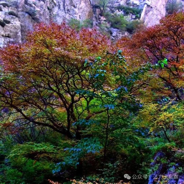 土右旗的秋天不用买，弯腰就能“捡”到治愈！