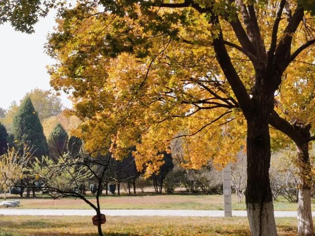 来淄博“捡秋”！海岱楼、周村大街…全被捡出来了→