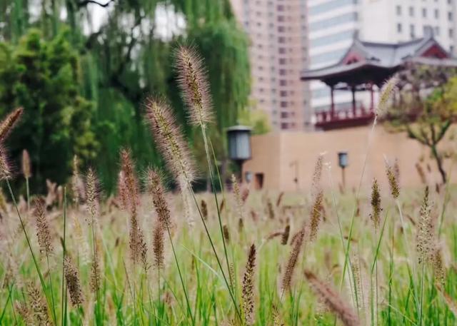 小雪|兴庆宫藏着温柔冬色