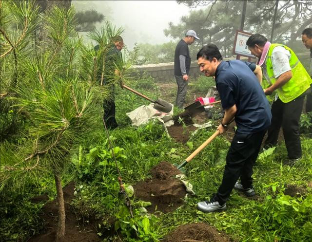 新树补植延“血脉” 中天门有望重现“五大夫松”历史风貌