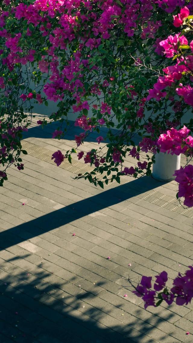 厦门的冬天给北方朋友一点小小震撼~