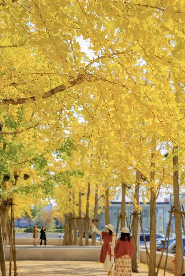 无锡这条路，又火了！