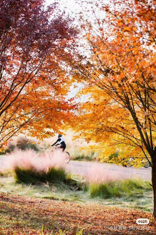 地铁直达！免费！成都20个绝美赏秋地，银杏水杉梧桐红枫限时上演！就在家门口！