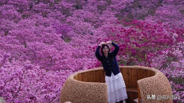 新会大泽绿美生态园太梦幻了，6000株紫花风铃开成童话花海