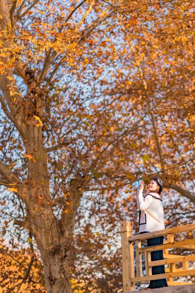 寒潮要来！黄陂最后的秋色等你来打卡！