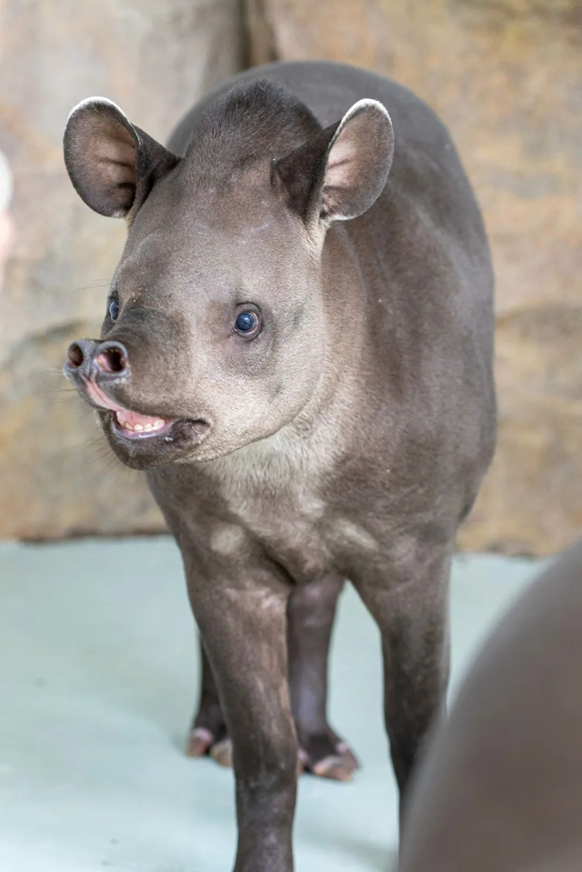 《疯狂动物城》苏州分“城”来啦！