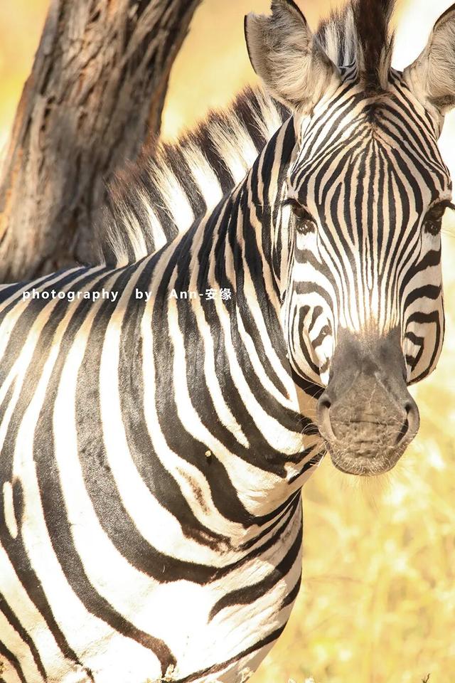博茨瓦纳：死贵的旅游地，是值得追梦，还是被过度神话的伪天堂？