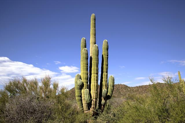 墨西哥岛屿呼唤救援：失去帝王蝶和吸蜜蝠，餐桌会发生什么？