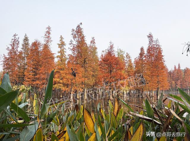 成都最美水杉红了，染红了湖面，不要门票，地铁公交直达！