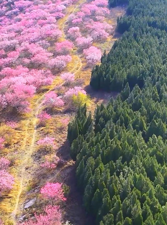 满山野桃花正开！山东一免费桃花山，有小新疆的阴阳坡，没停车费