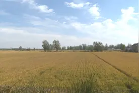 连云港一地这项补贴已发放图片