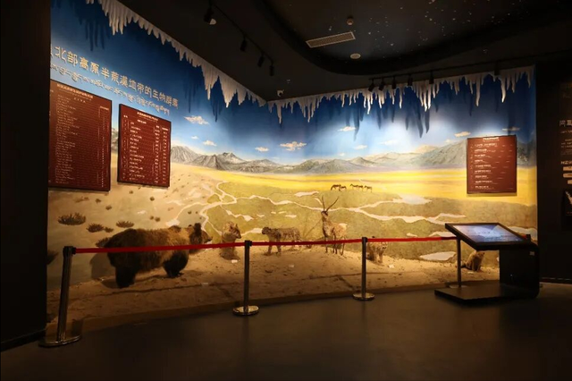 走进阿里博物馆，才算真正读懂这片高原